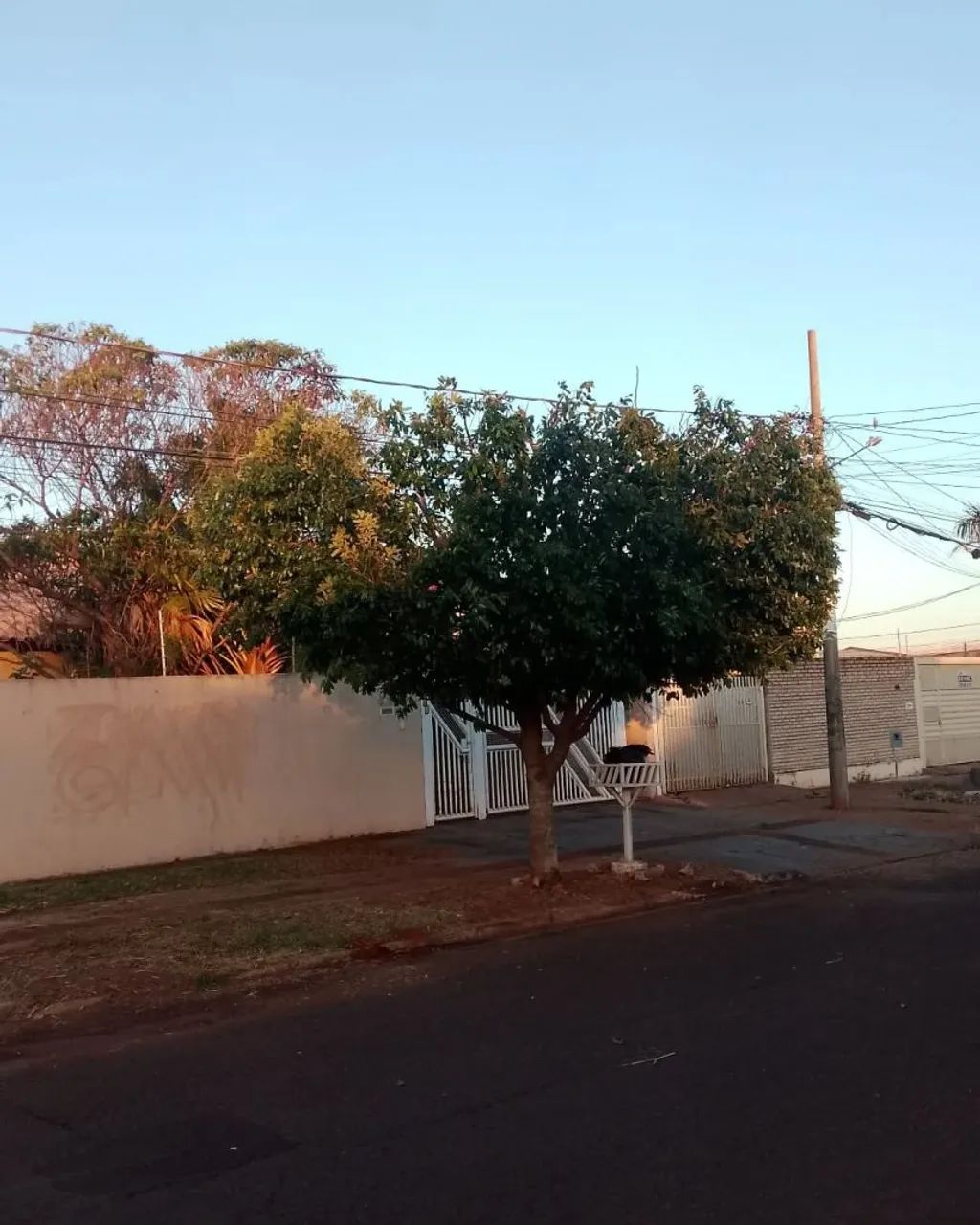 Serviço de jardinagem e limpeza de estofados   - Foto 3