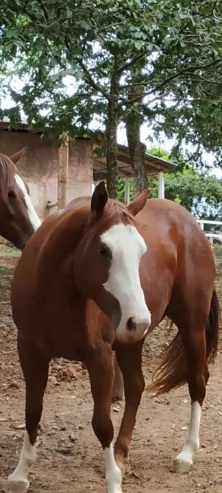 Égua Quarto de Milha - 9 anos