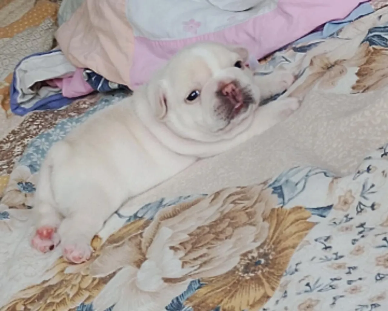 Filhotes de Bulldog francês
