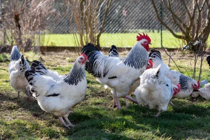 pintos de  Sussex Ligth