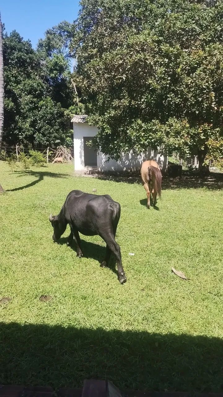 Caseiro  - Foto 3