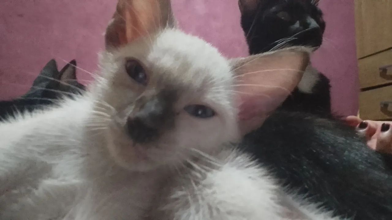 Doação de gato  - Foto 4