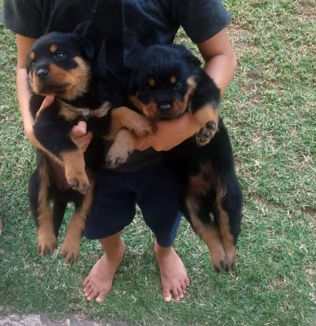 Rottweiler alemão  - Foto 3