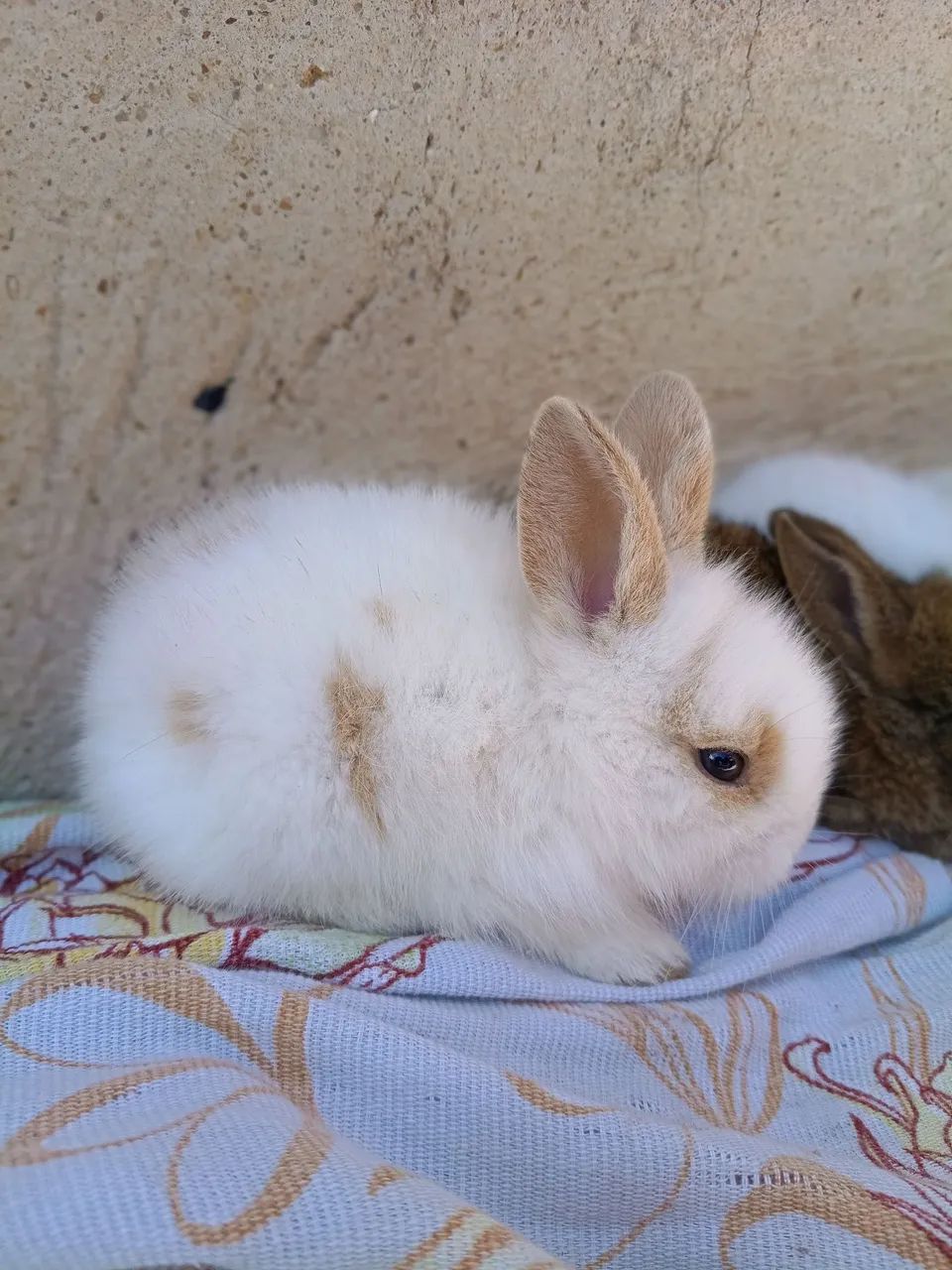 Coelho 