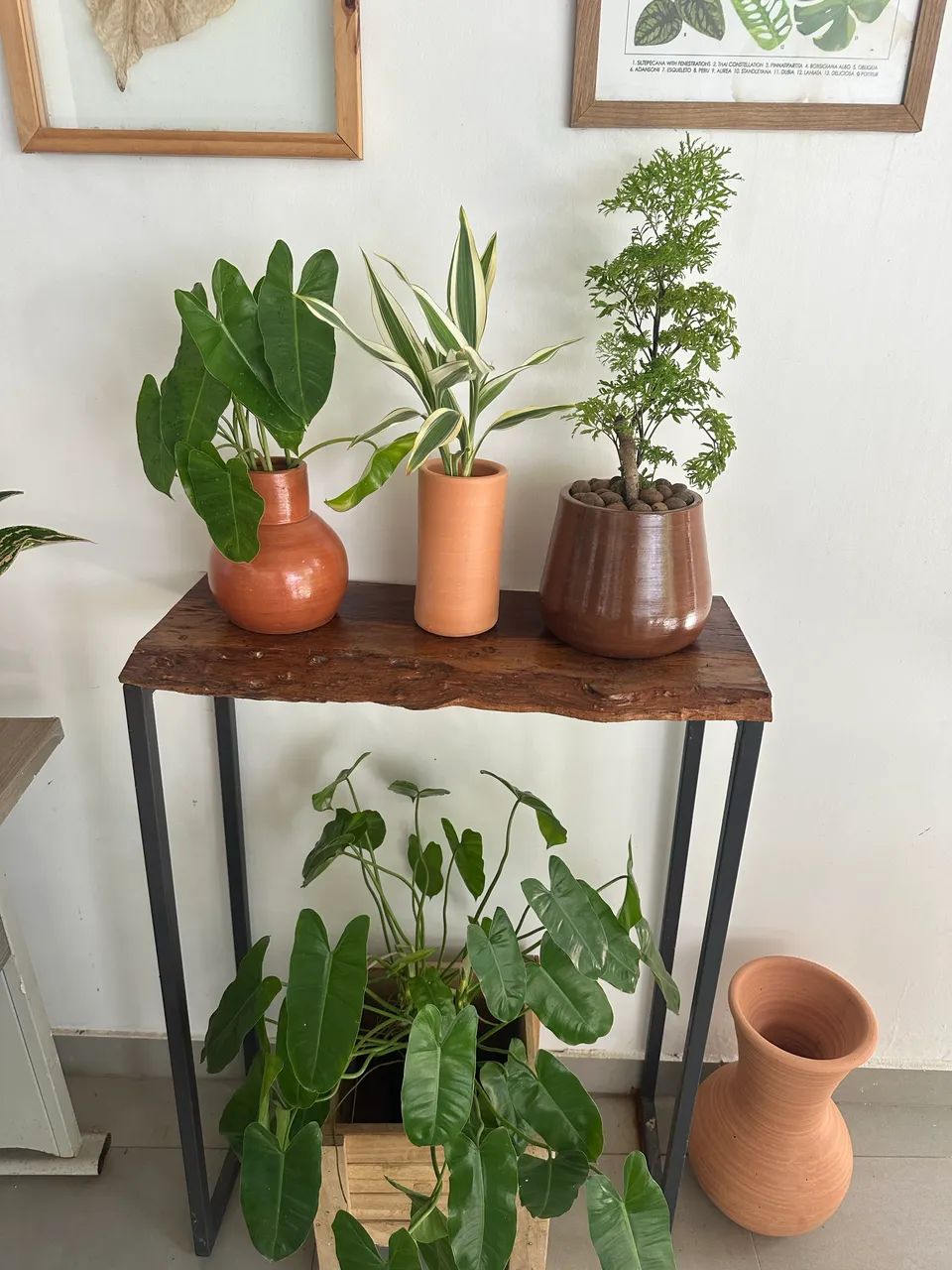 Plantas diversas - Foto 2