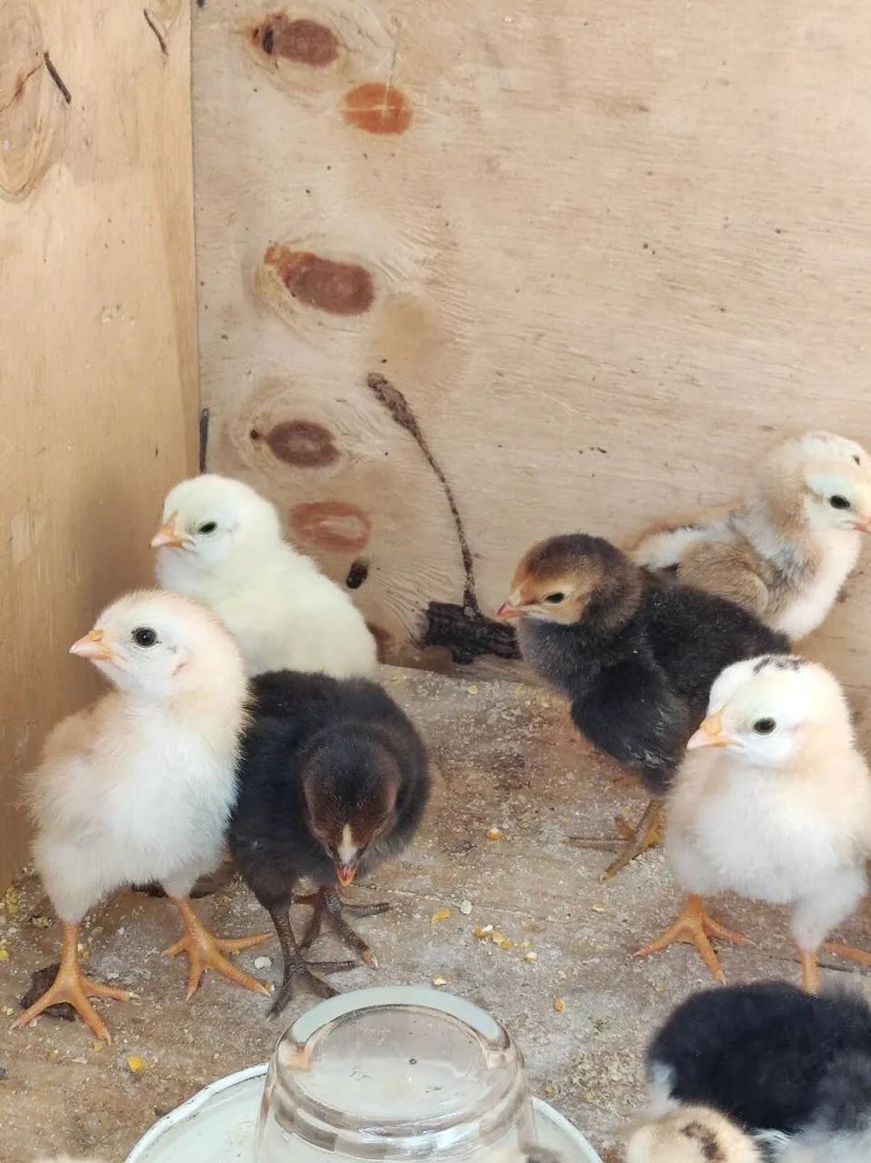 Pintinhos caipira 