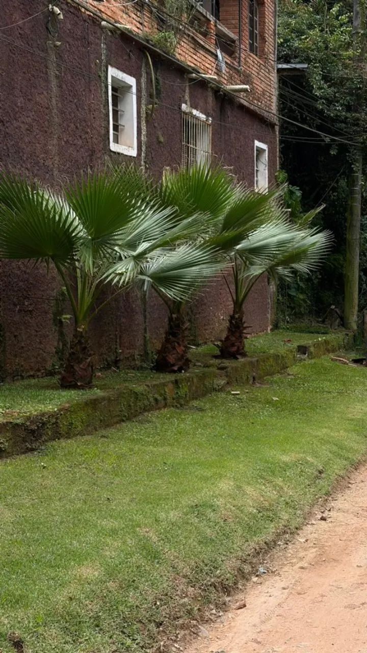 Palmeira Washingtônia grande