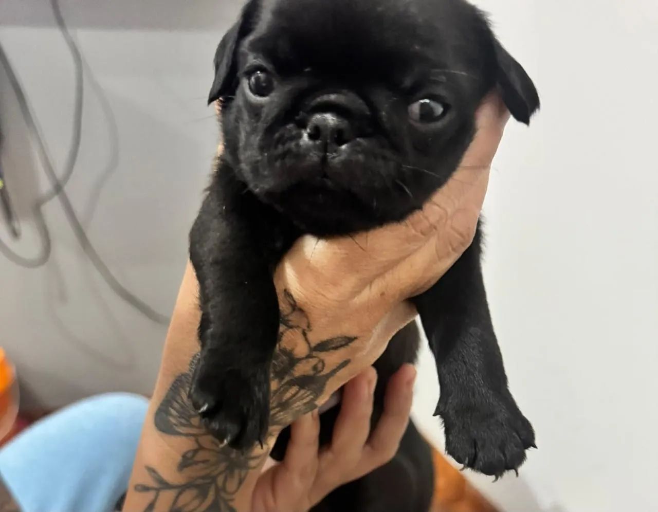 Pug macho  - Foto 4