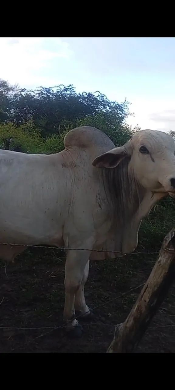 Gado