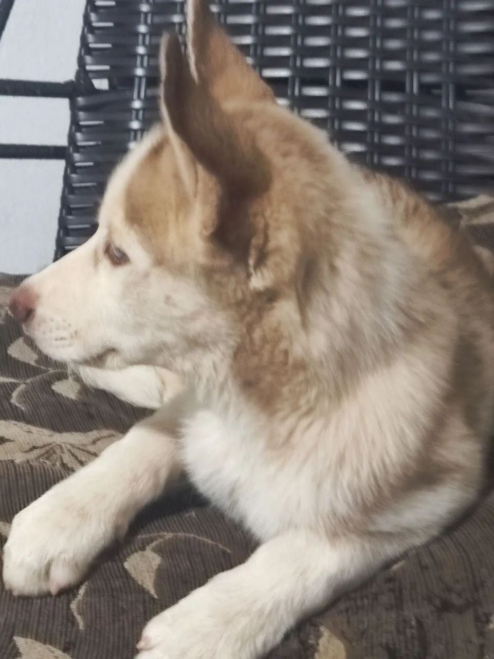 Husky Siberiano 