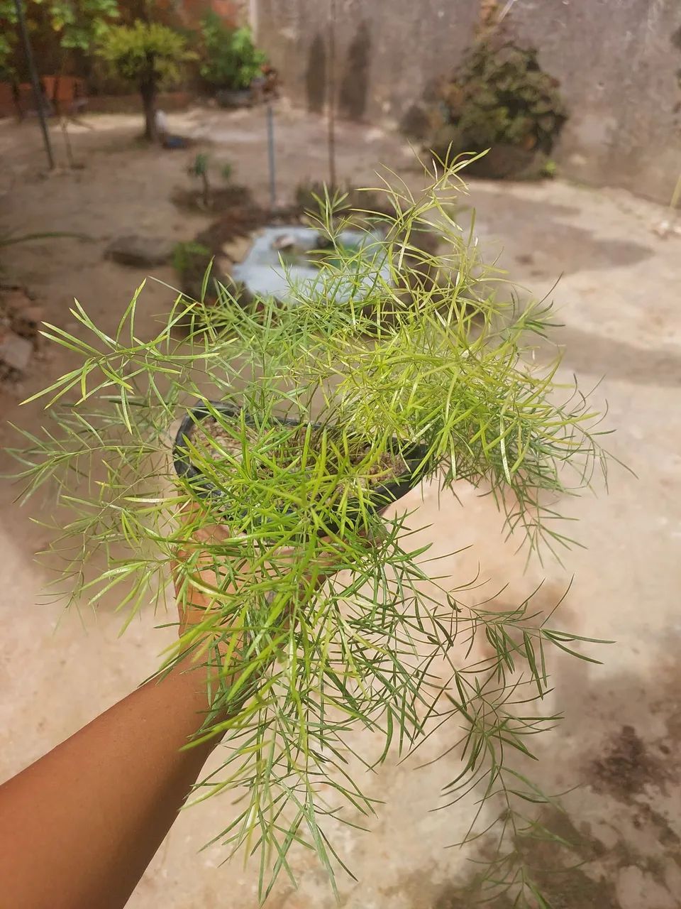 Planta alfinete - Foto 2