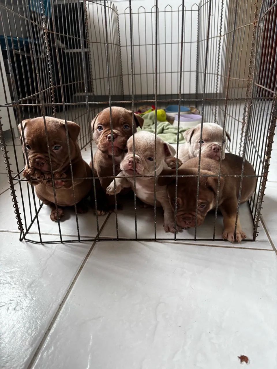 American bully com pedigree a venda - Foto 3