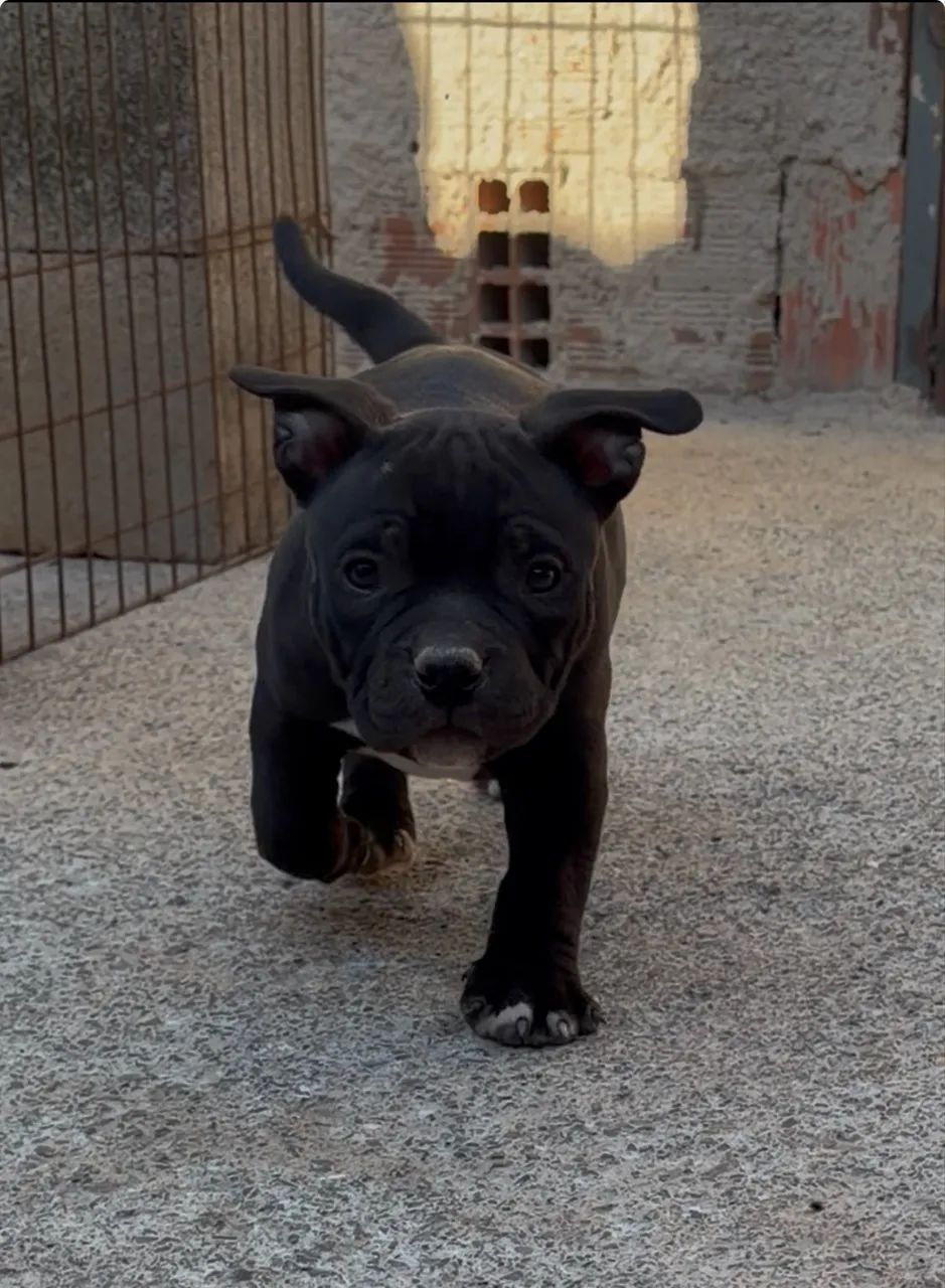 American bully - Foto 5