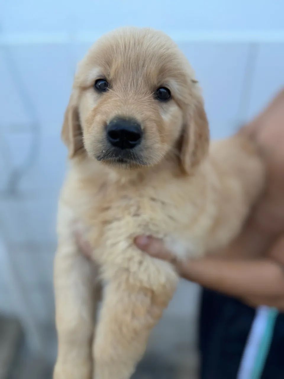 Golden retriever  - Foto 5
