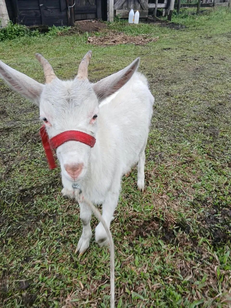 Vendo cabra sany - Foto 4