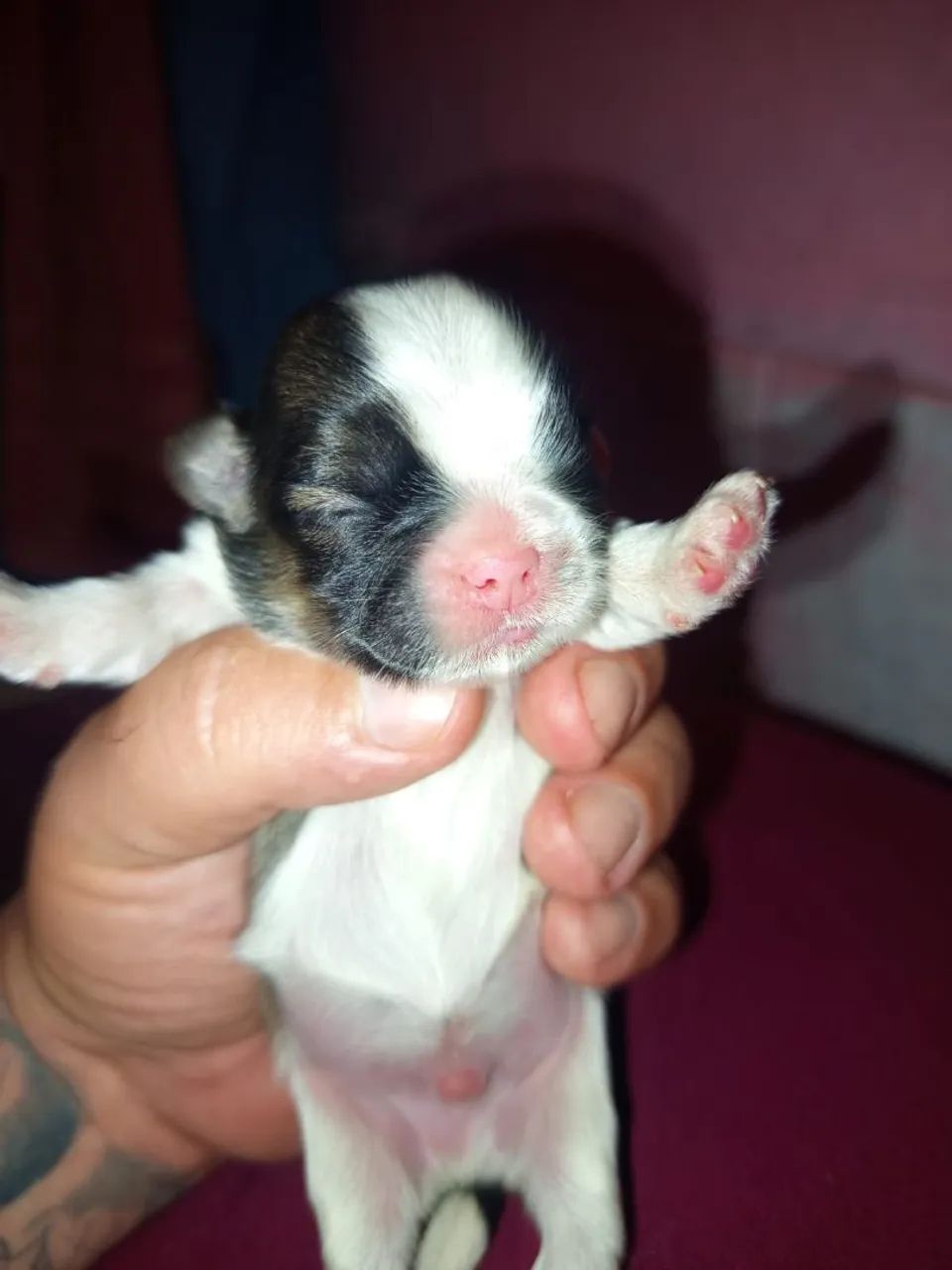 Shitzu  - Foto 3