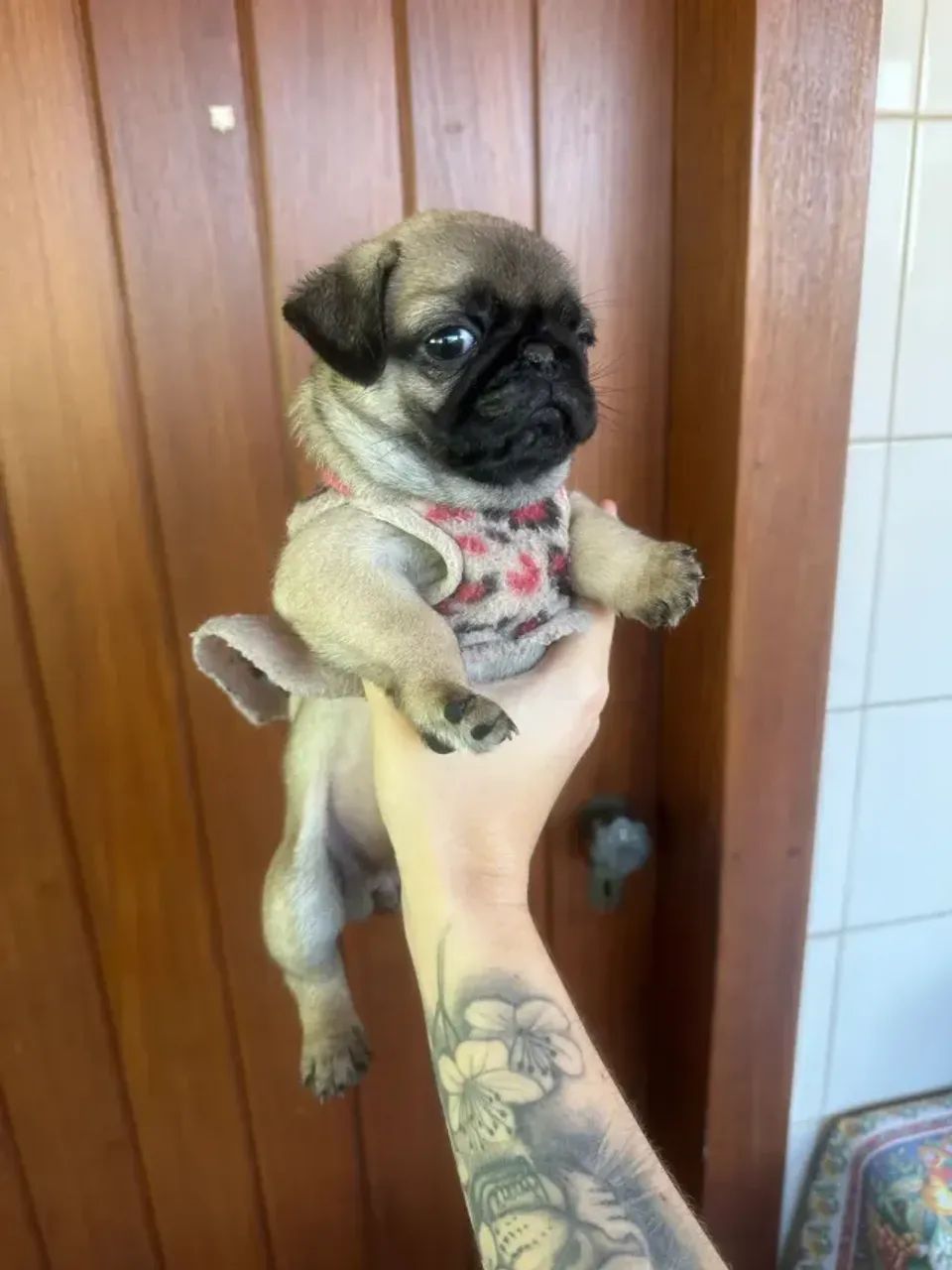 CACHORRO