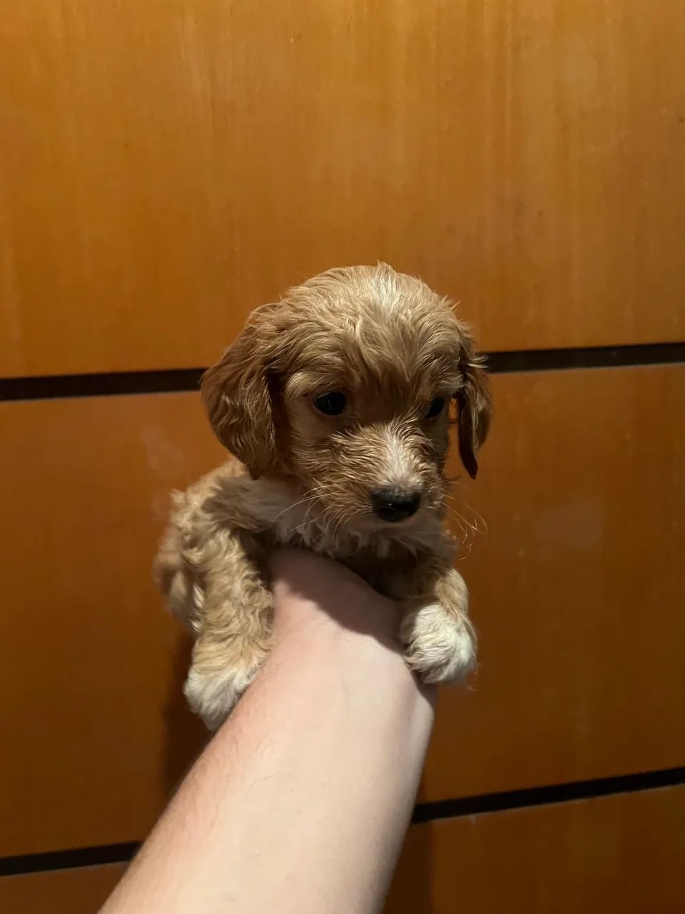 Poodle macho champanhe