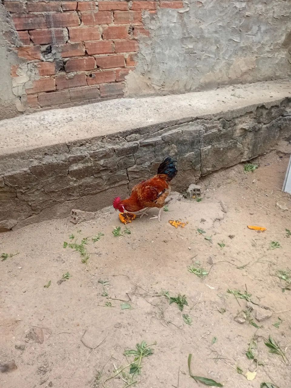 frangos e galos  - Foto 2