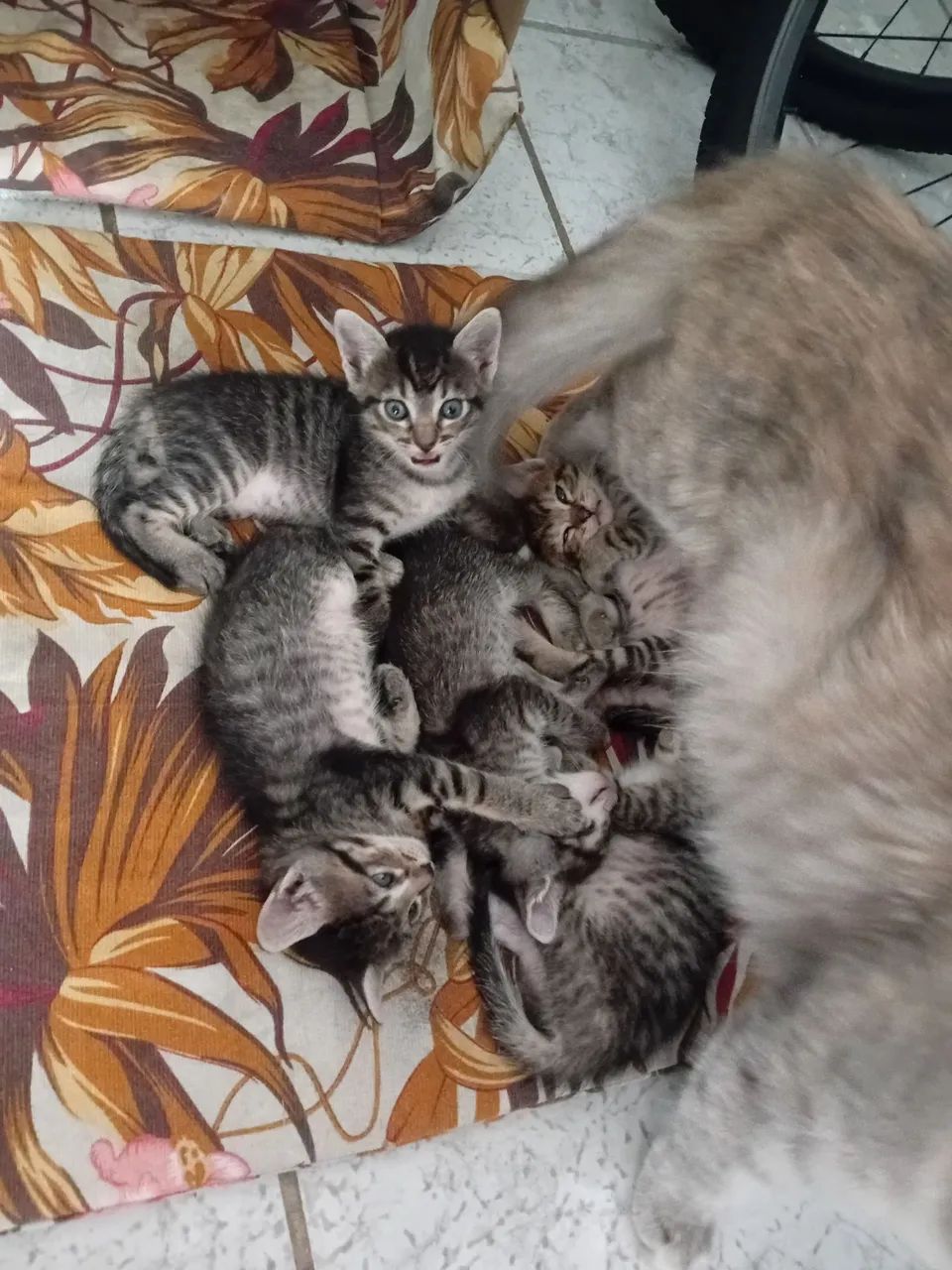 Doação de gatinhos  - Foto 3