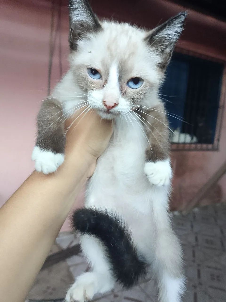 Adoção responsável  - Foto 2