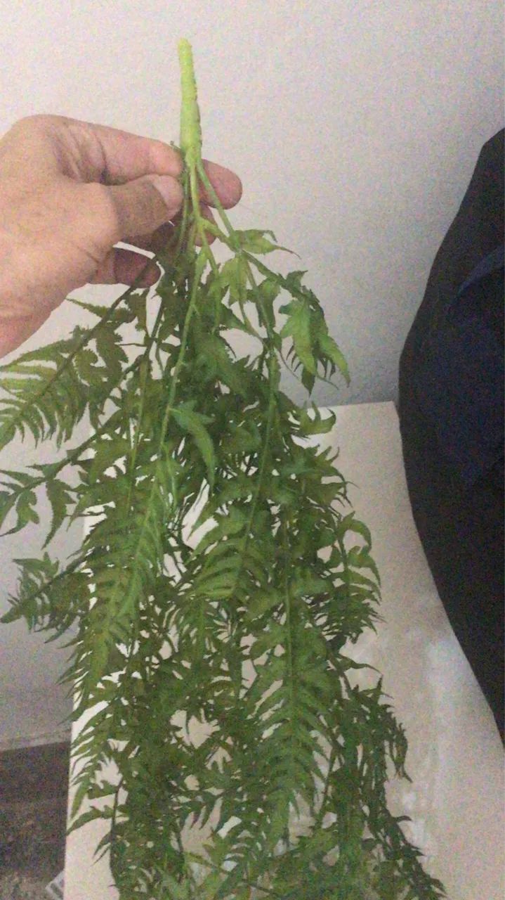 Plantas pendentes artificiais  - Foto 4