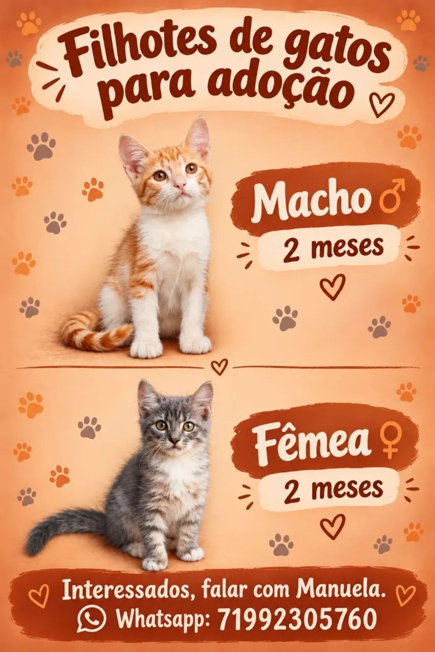 Adote um amigo felino!!!