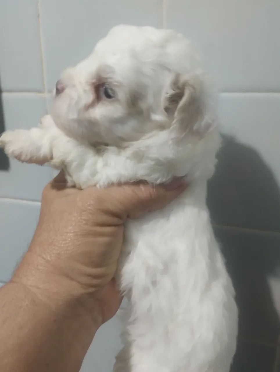 Pet - Foto 3
