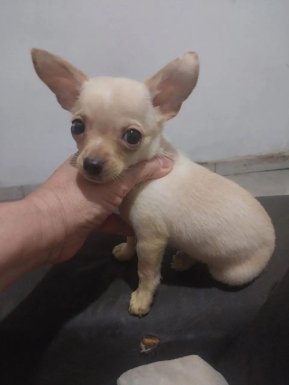Chihuhua 