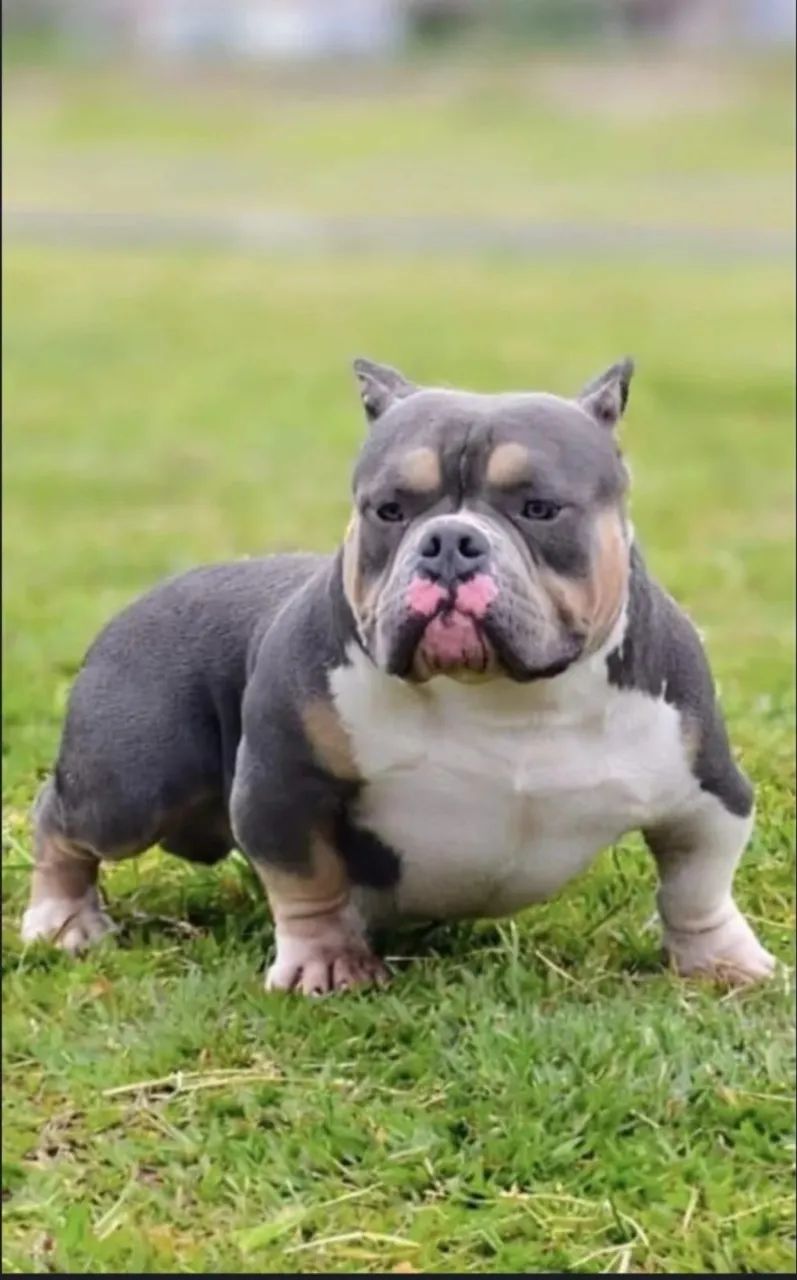 American bully micro - Foto 2