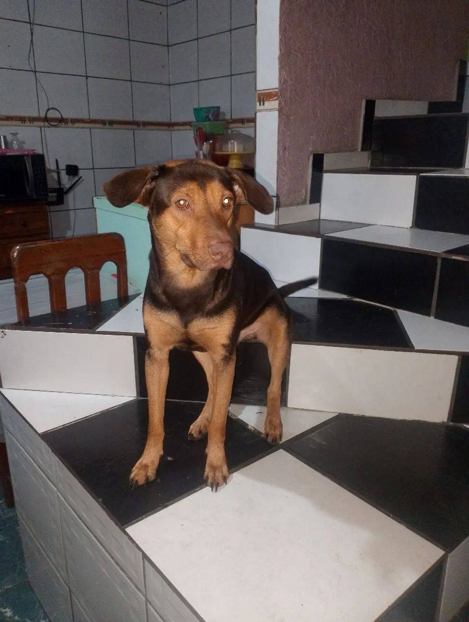 Adoção responsável  - Foto 2