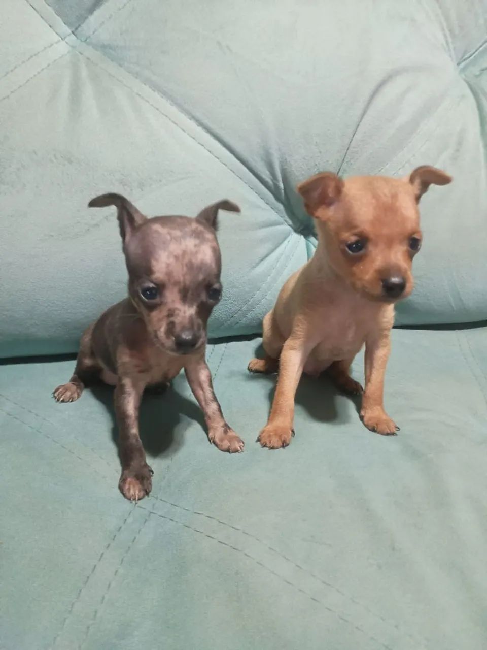 Pinscher zero - Foto 3