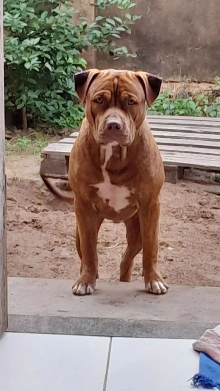 Pit bul