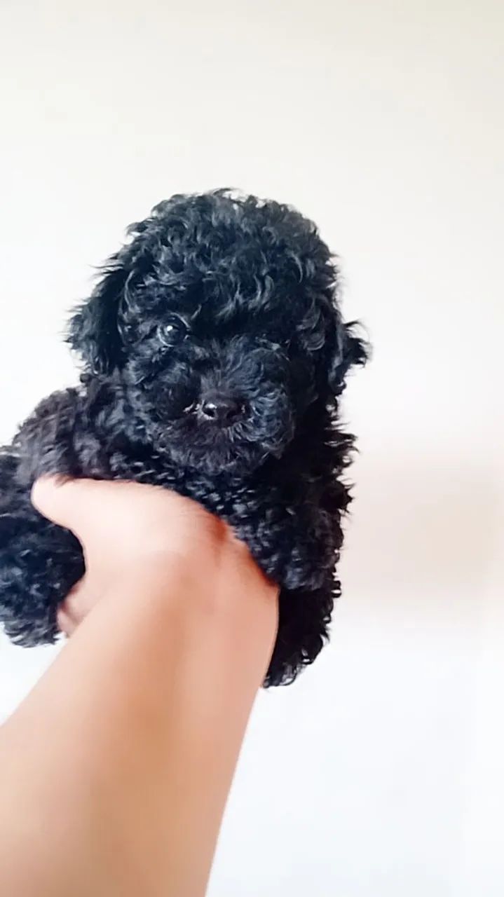 Poodle toy fêmea machos 