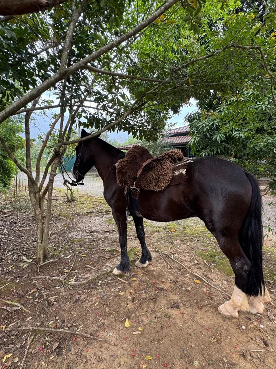 Cavalo 
