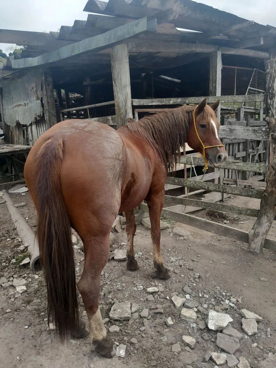 Égua quarto de milha pura com Documento-oportunidade - Foto 2