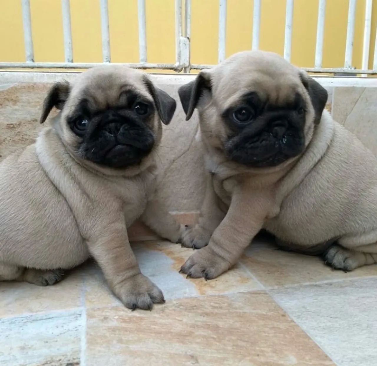 Pug mine - Foto 3