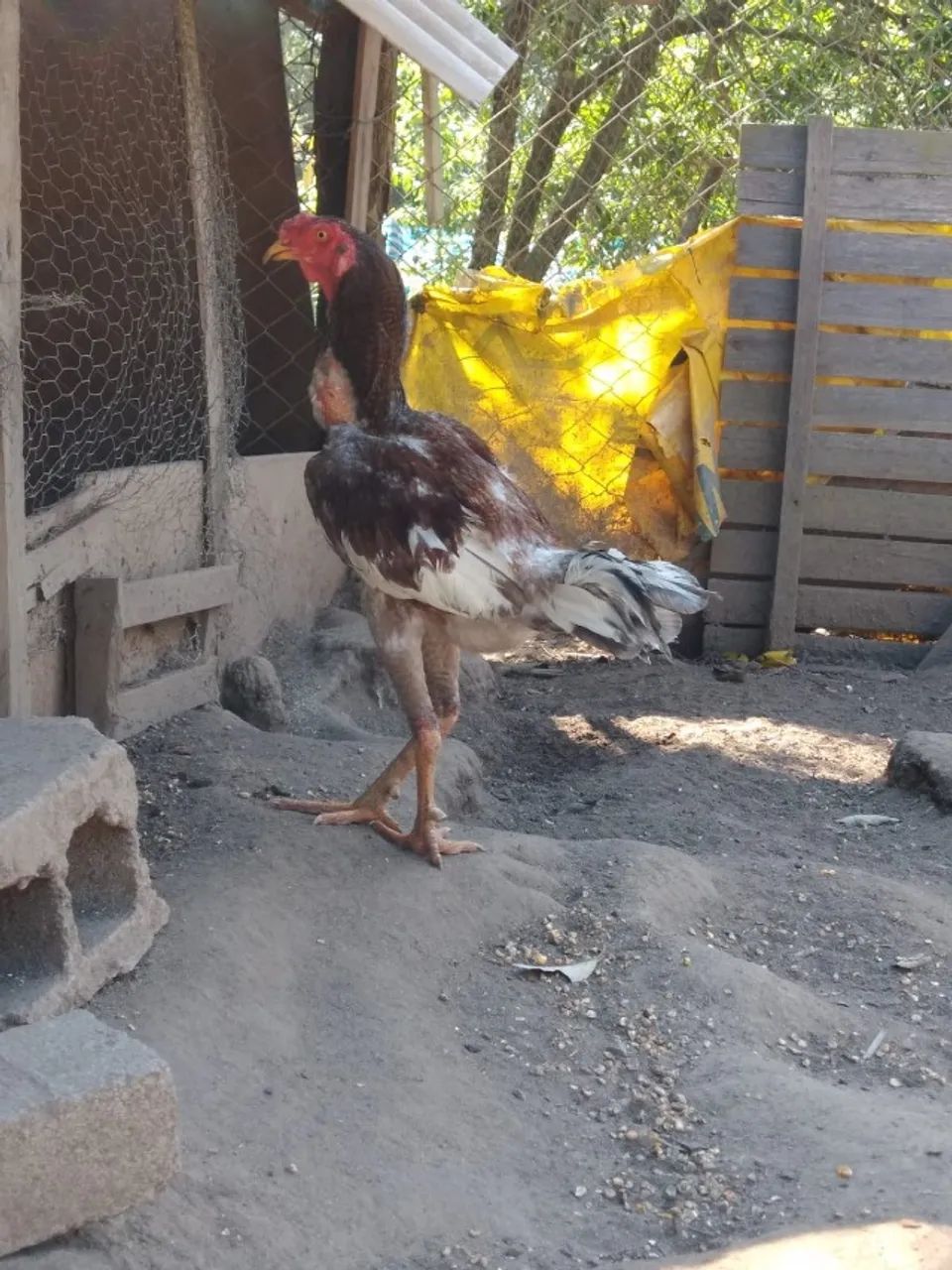 Galo Indio - Foto 3