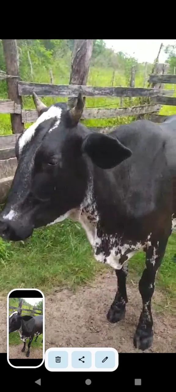 Vaca de leite  - Foto 2