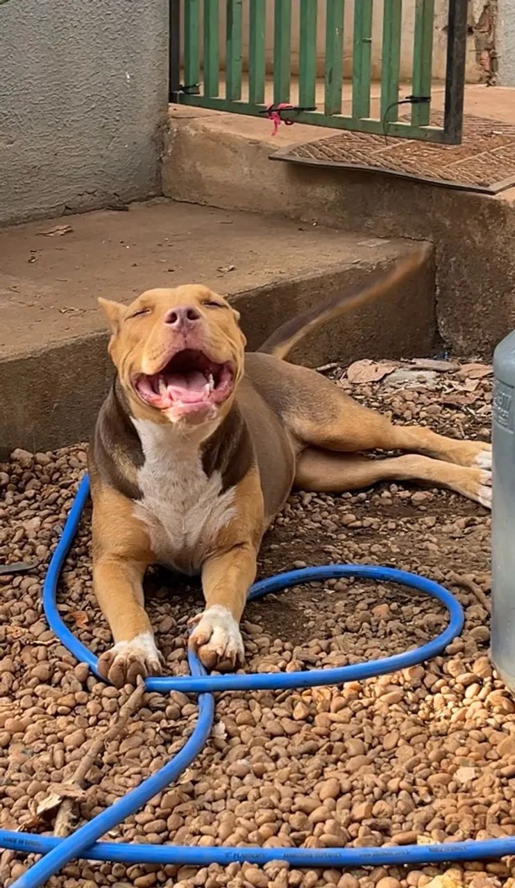 PIT BULL  - Foto 2