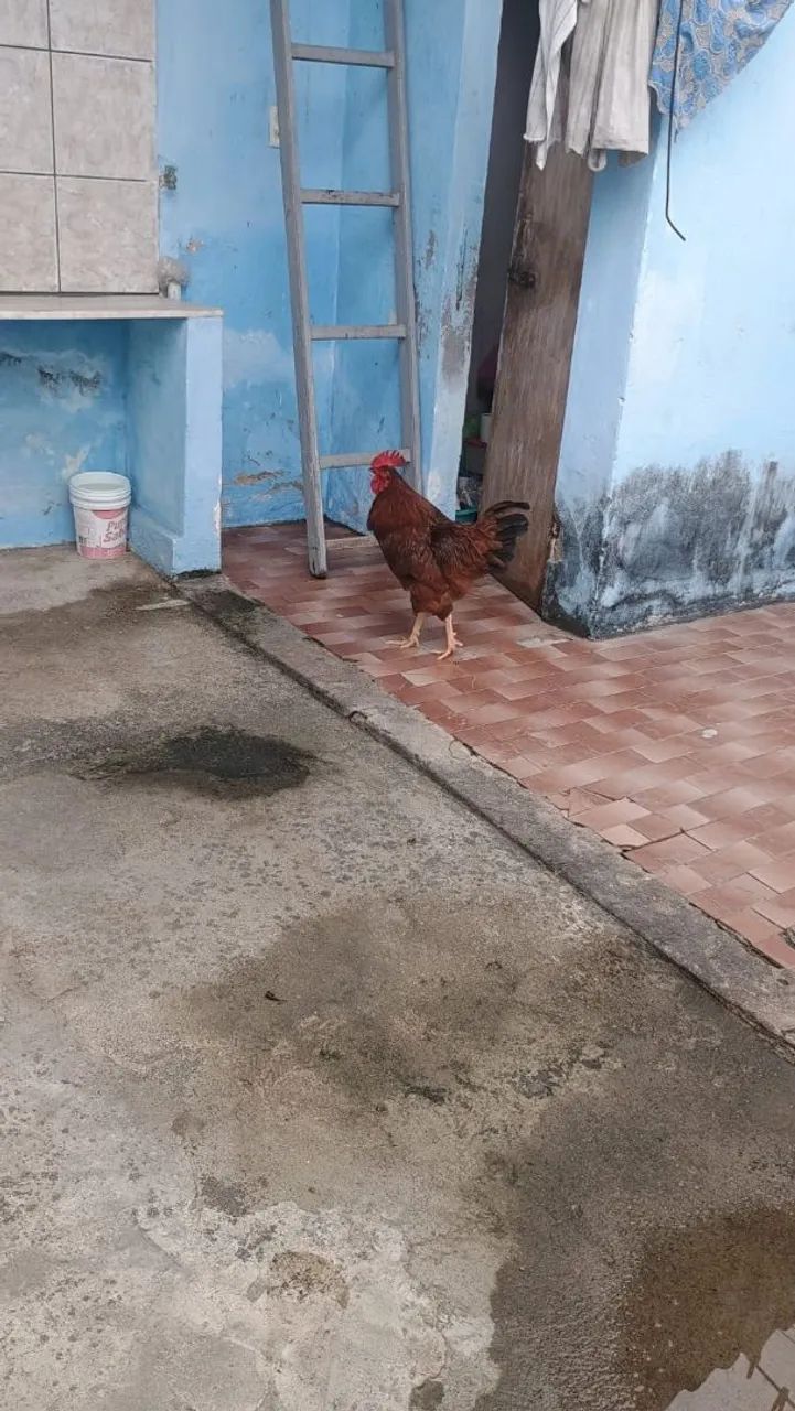 Galo - Foto 2