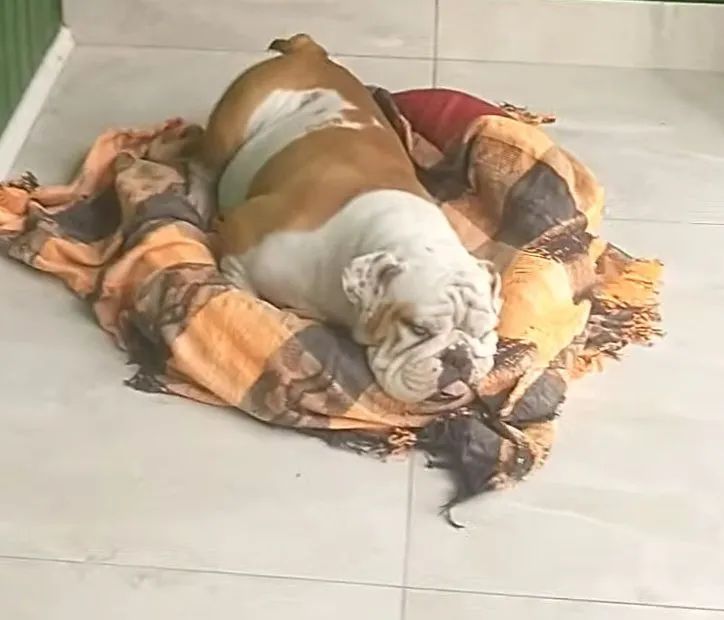 Buldogue inglês  - Foto 2