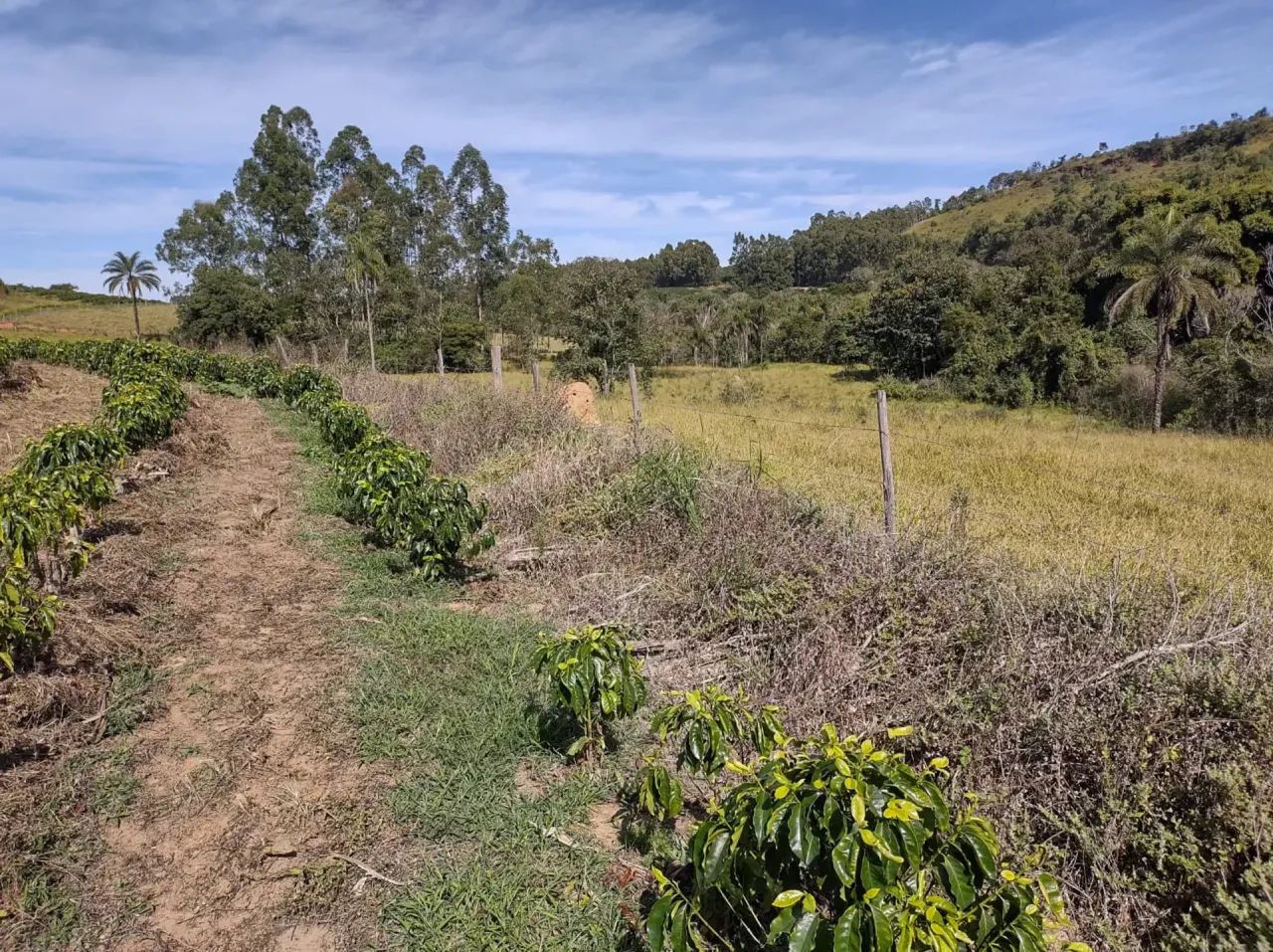Sítio casa,café , com bela cachoeira - Foto 2