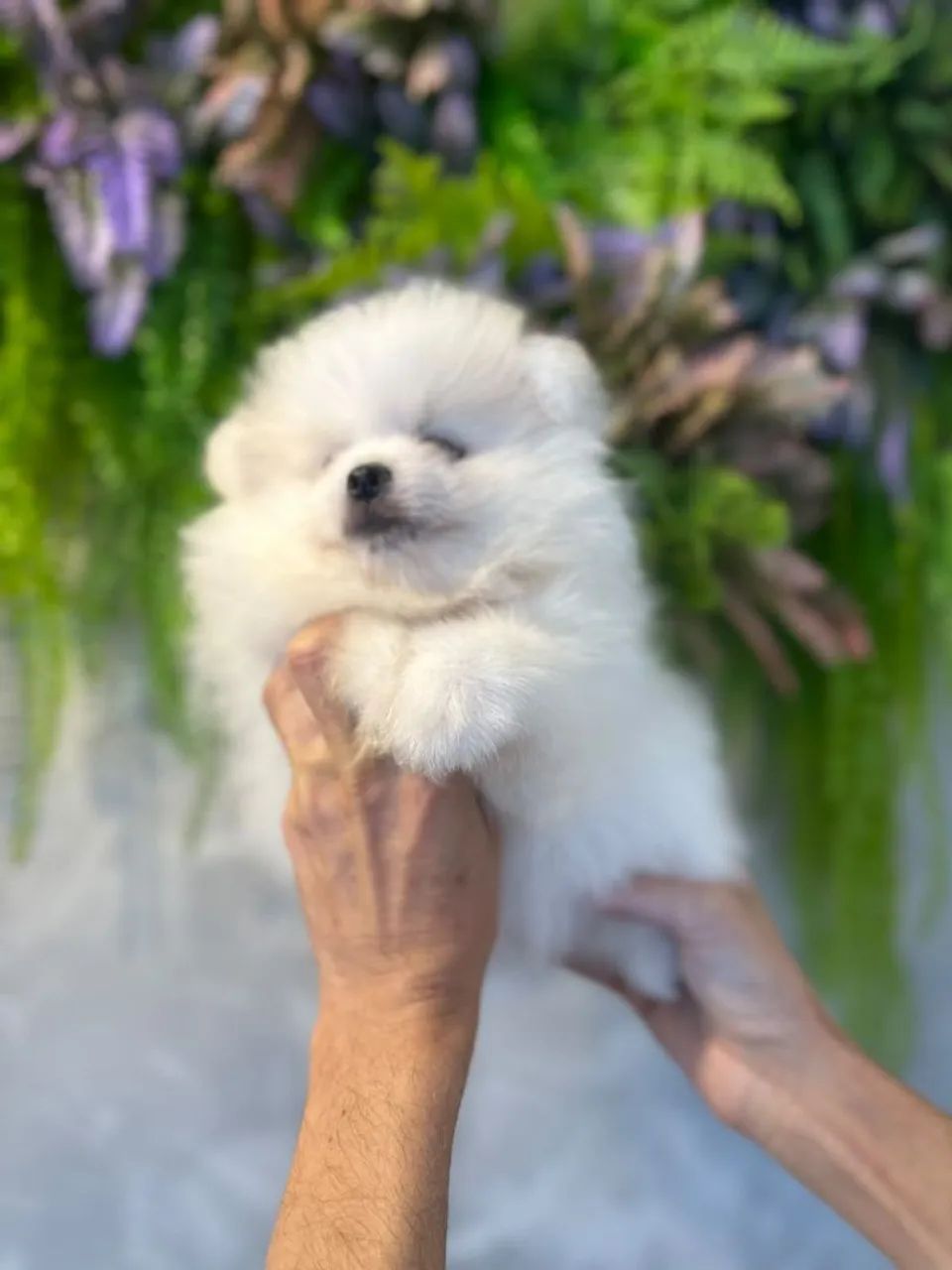 Aquele perfeito spitz branco - Foto 5