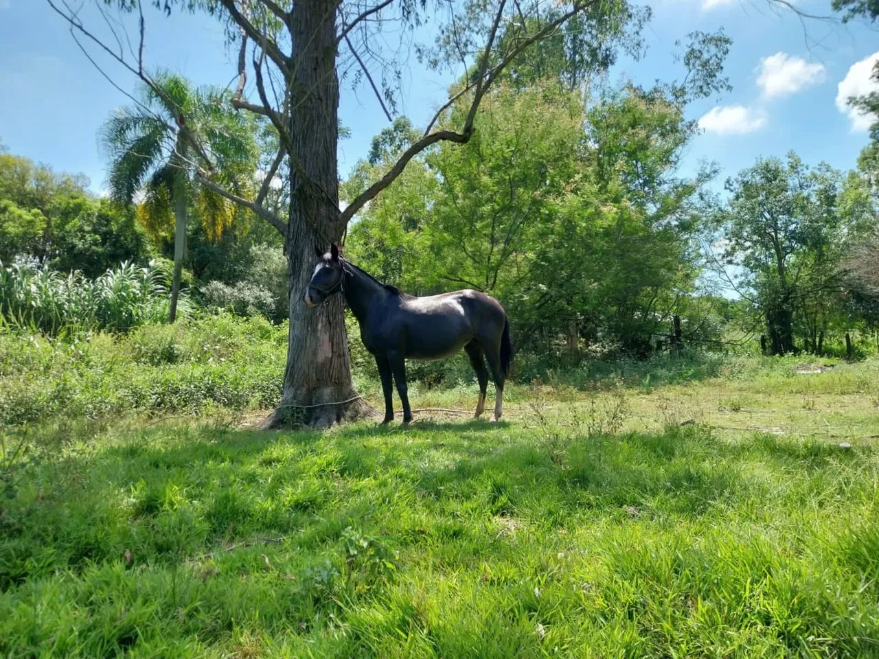 Zaina Rabicana Confirmada - Foto 3