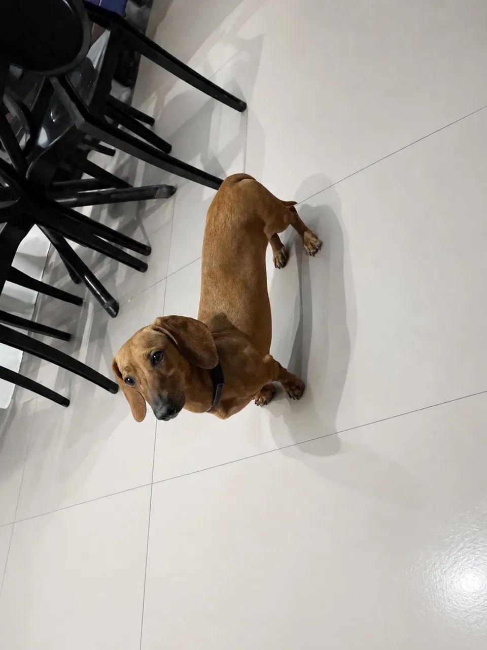 Basset 