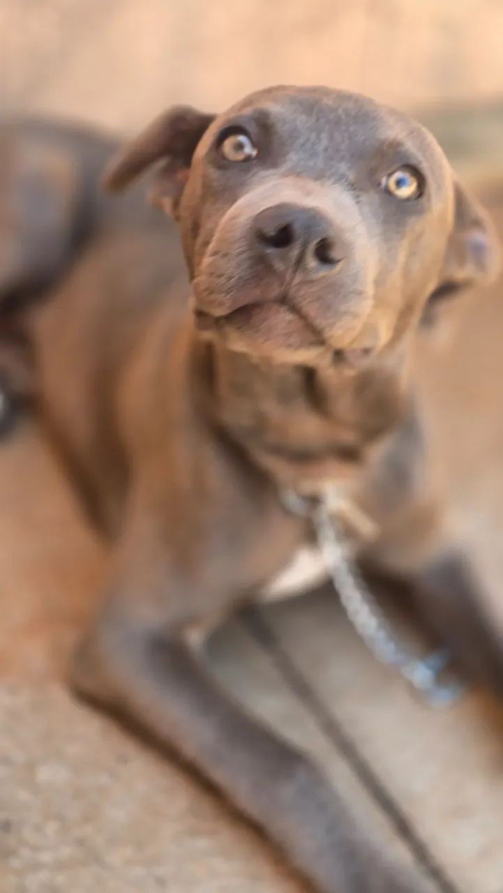Filhote de Pit Bull  - Foto 2