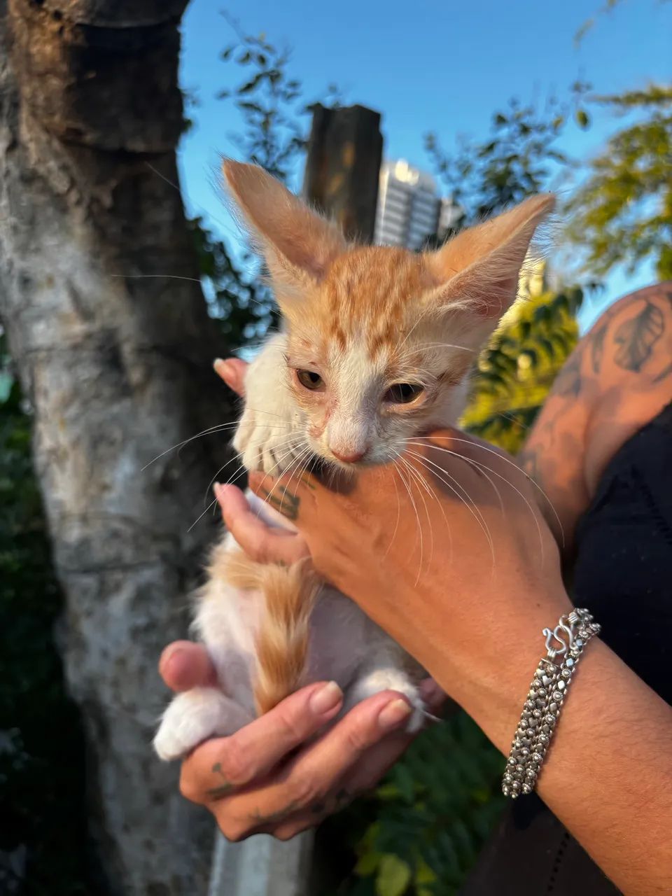 Gatinhos para adoção responsável 