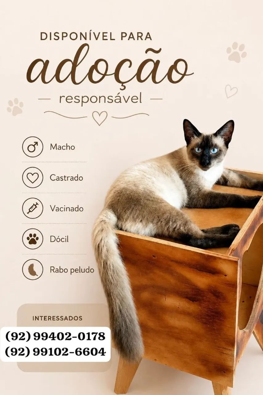 Gato para Adoção Responsável  - Foto 2