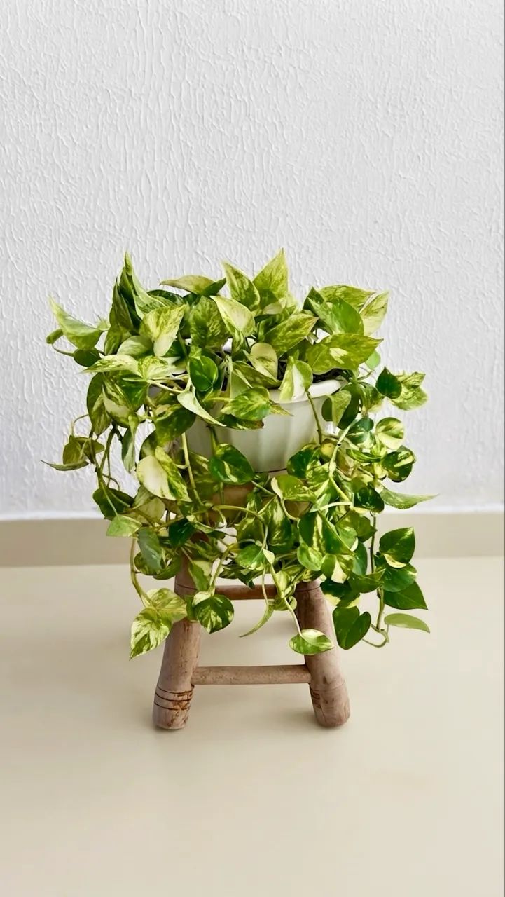 Vendo Plantas Pendentes 1 - Foto 3